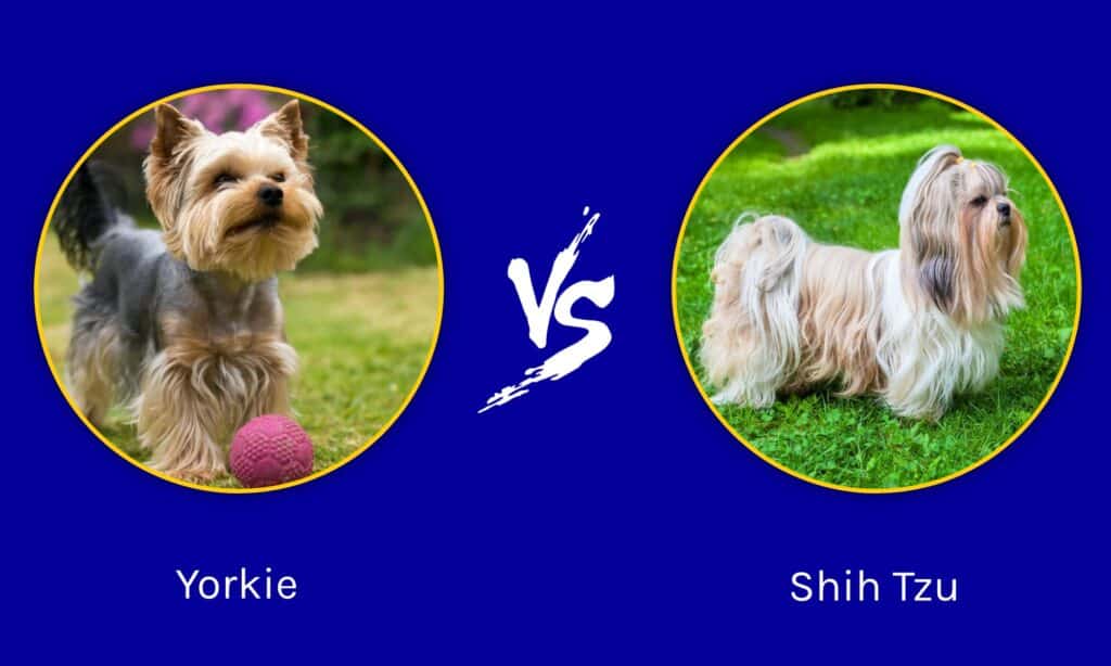 whats the difference between a silky and a yorkie