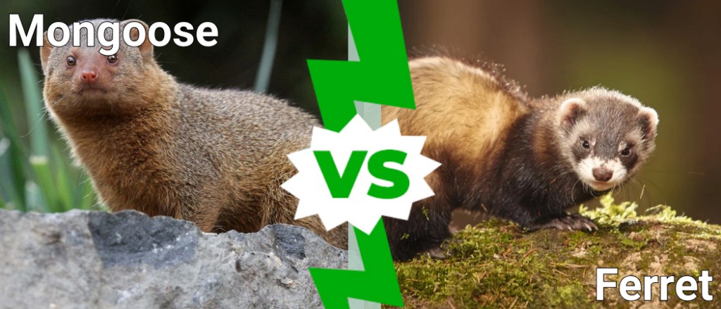 mongoose vs ferret