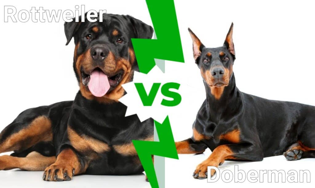 doberman vs rottweiler fight