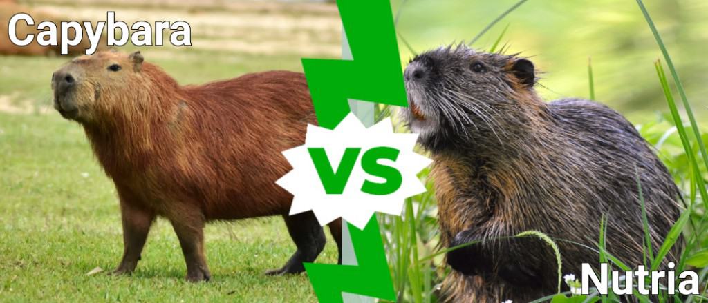 Capybara vs Nutria: 5 Key Differences - A-Z Animals