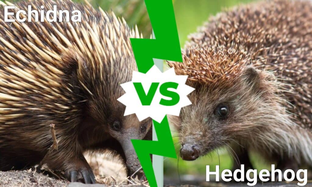 Echidnas are larger than hedgehogs