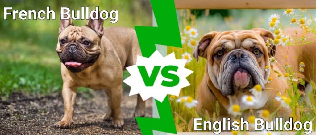 french bulldog vs english bulldog