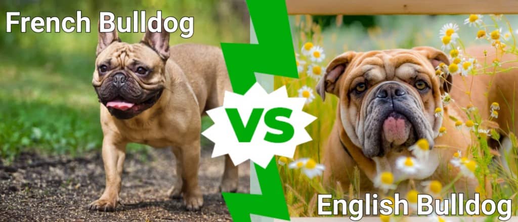 what is the difference between a bulldog and a french bulldog