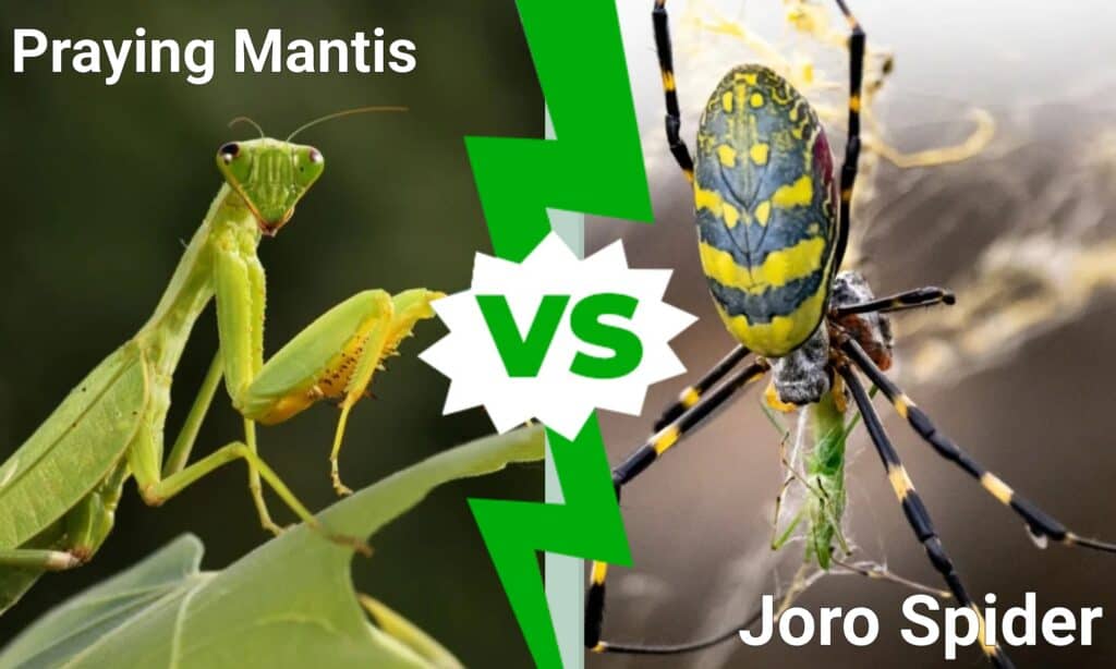Praying Mantis vs Joro Spider