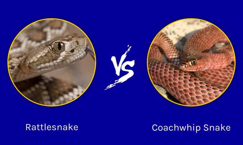 Rattlesnake vs Coachwhip Snake