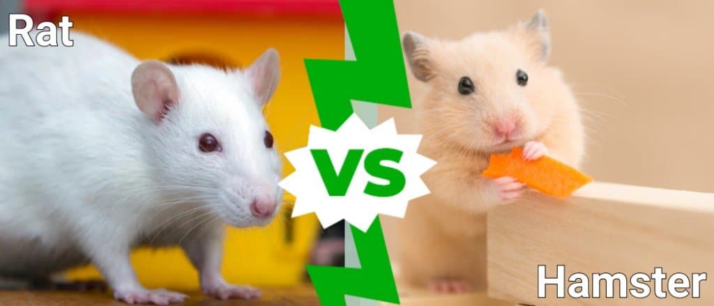 rat vs hamster