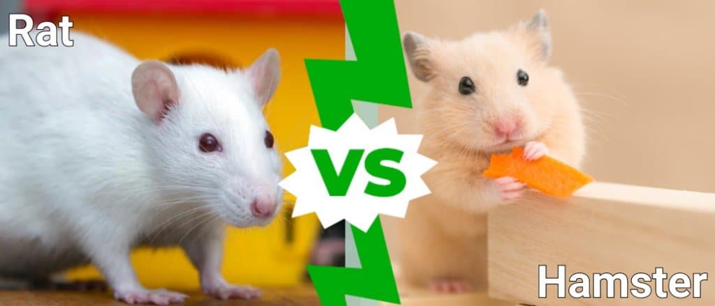 Rat Vs Hamster What Are The Differences A Z Animals