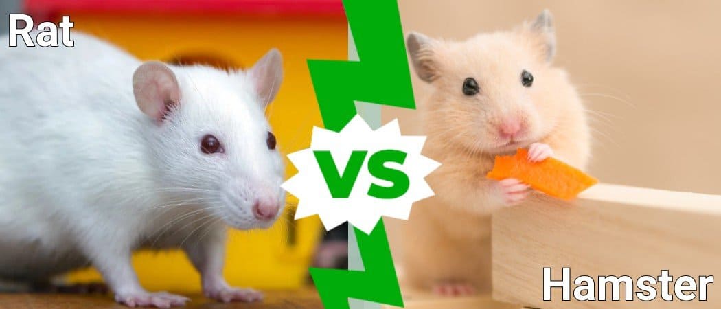 А4 против хомяка. Хомяк vs крыса. Mouse vs rat. Хомяк против команда а4.