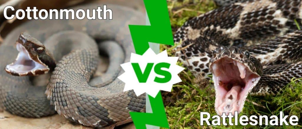 cottonmouth vs rattlesnake