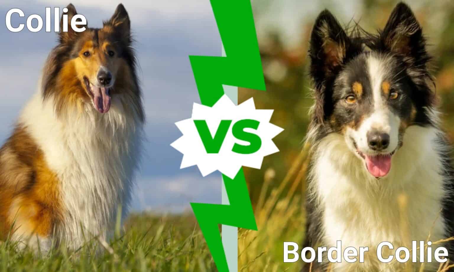 Collie vs Border Collie What Are 8 Key Differences? AZ Animals