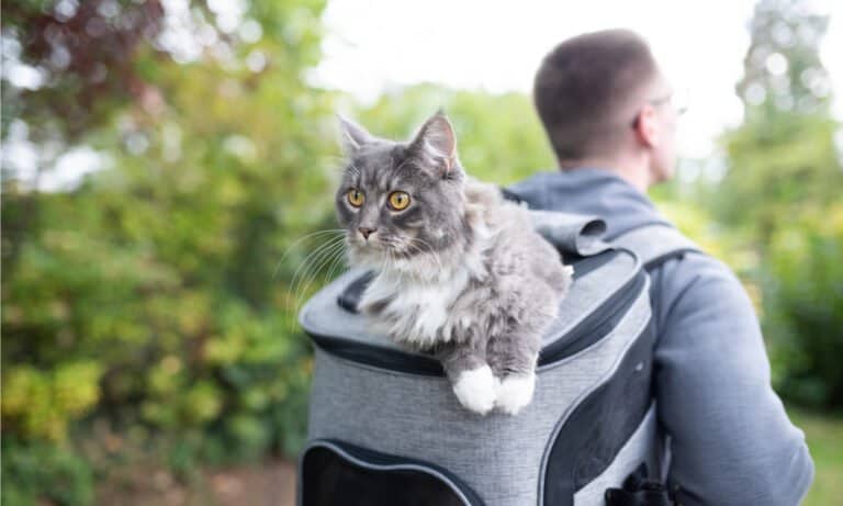 cat backpack