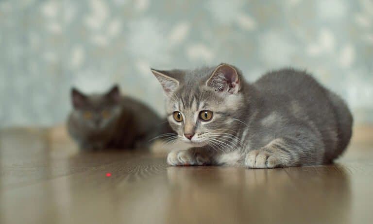 cat laser pointer