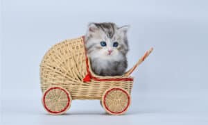 The Best Cat Strollers: Reviewed for You Picture