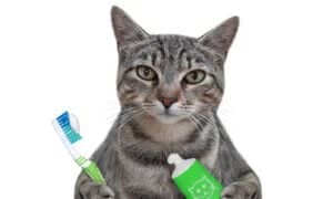 The Best Cat Toothbrush: Ranked and Reviewed Picture