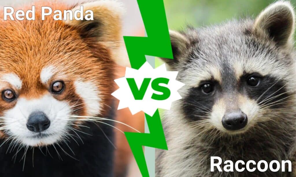 red panda vs raccoon