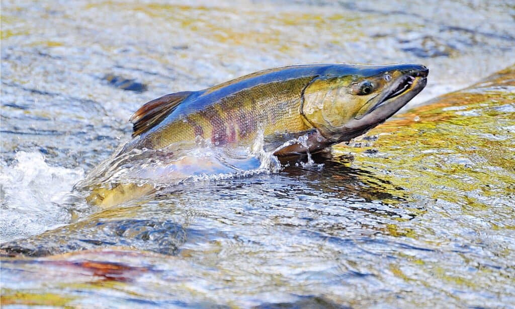 Image of a vibrant and majestic salmon fish, representing the essence of Michigan salmon fishing.