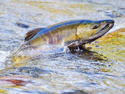 A Keta Salmon