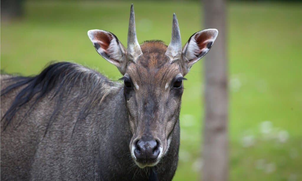 closeup of a male nilgai