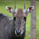 Nilgai
