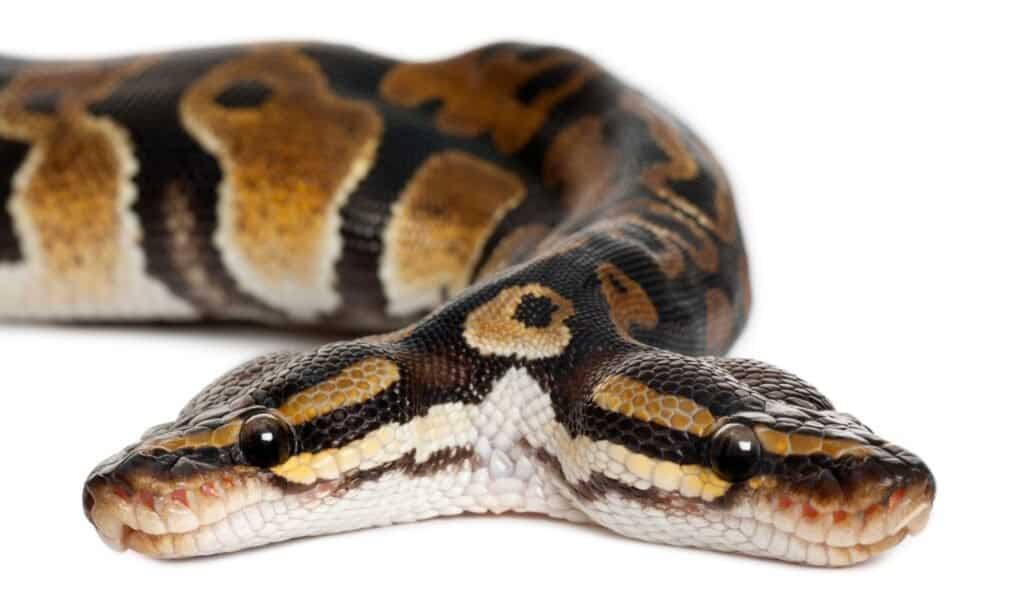 Python with two heads - two-headed snake