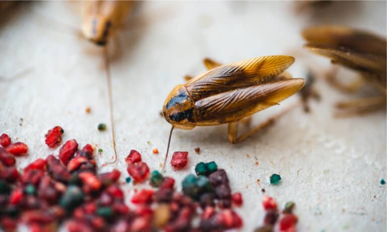 cockroach bait