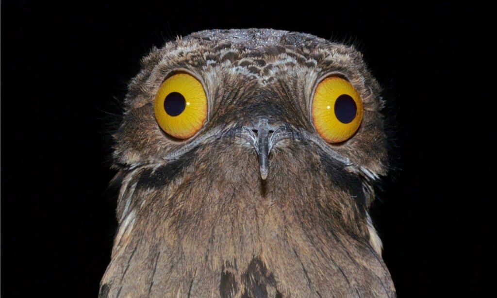 Common potoo