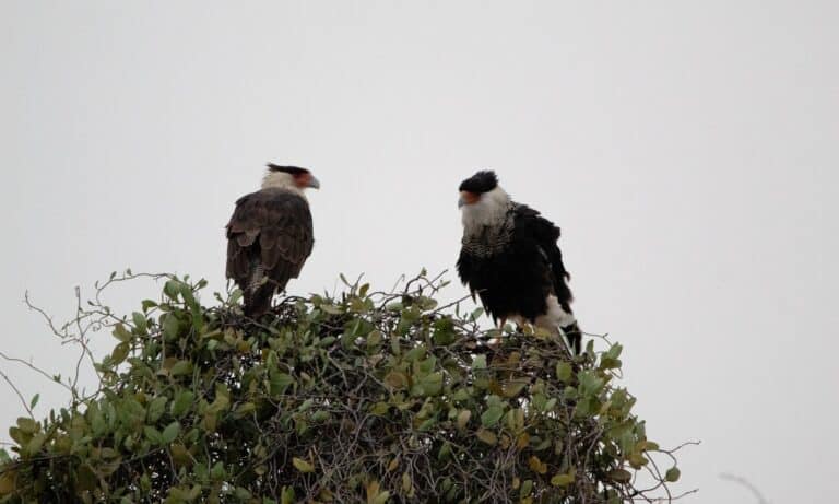 Mexican Eagle (Northern crested caracara)