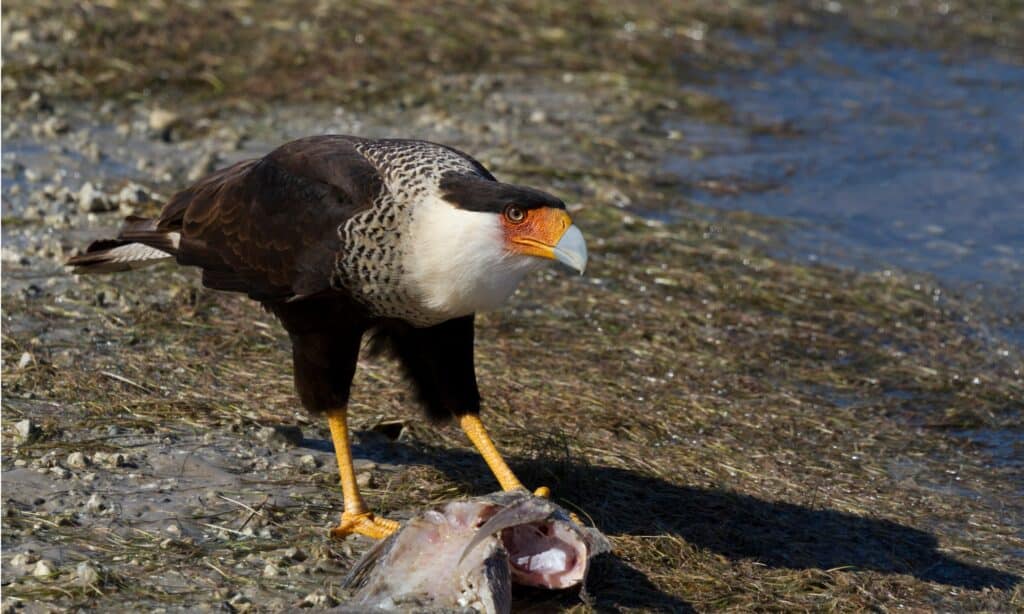 Mexican Eagle (Northern crested caracara)