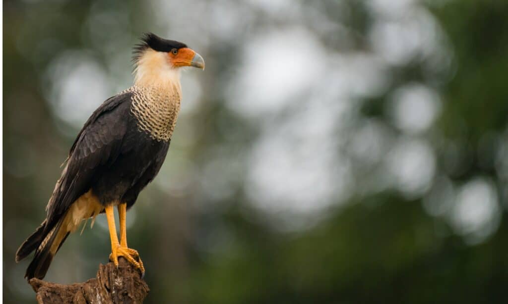 Mexican Eagle (Northern crested caracara). Though it resembles a hawk or vulture, the crested caracara is actually a falcon