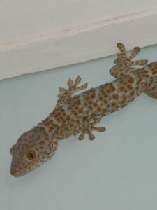 Discover 10 Geckos in Florida Picture