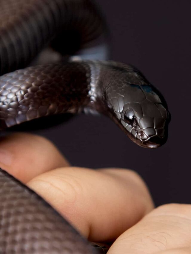 Cropped view of a Mexican black king snake as part of a larger colubrid-family-of-picture-id1304920522.jpg
