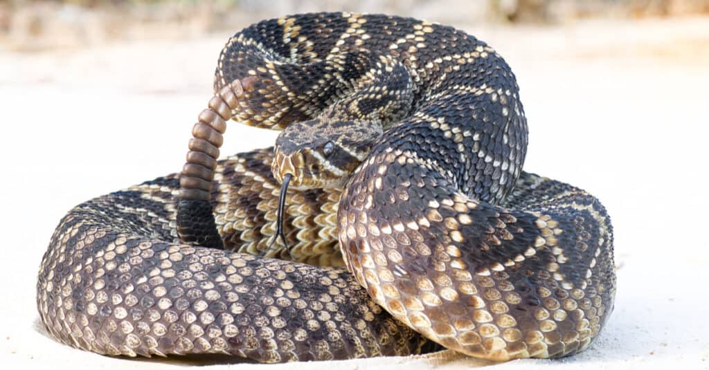 baby eastern diamondback rattlesnake