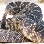 Eastern diamondback rattlesnake