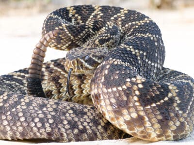 Reptiles: Different Types, Definition, Photos, and More - AZ Animals