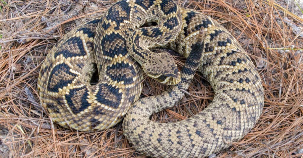 kingsnake vs rattlesnake