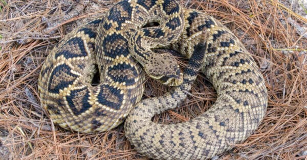 6 Venomous (Poisonous) Snakes in Alabama - Wiki Point