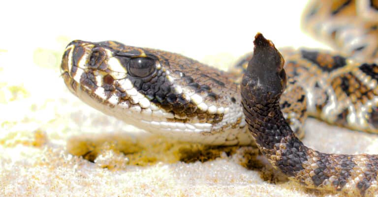 baby eastern diamondback rattler