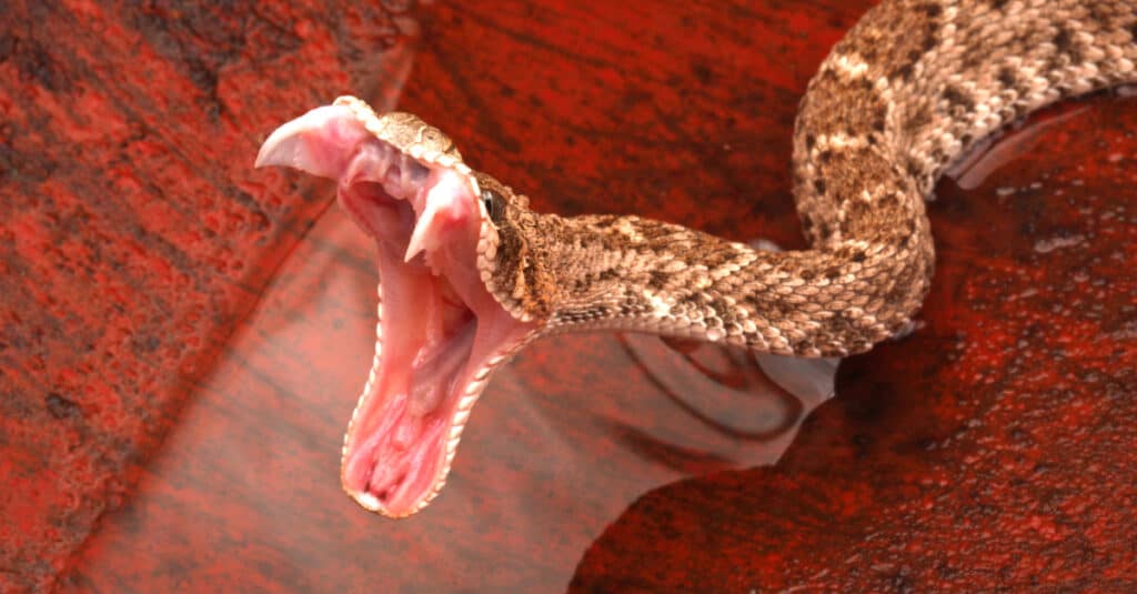 Western diamondback rattlesnake striking