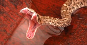 Even In Slow Motion, This Diamondback Rattlesnake Strike is Lightning Fast Picture