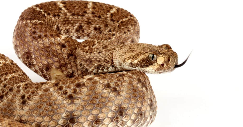 Discover the Largest Rattlesnake in Texas