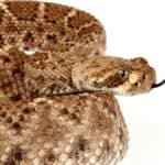 Western diamondback rattlesnake