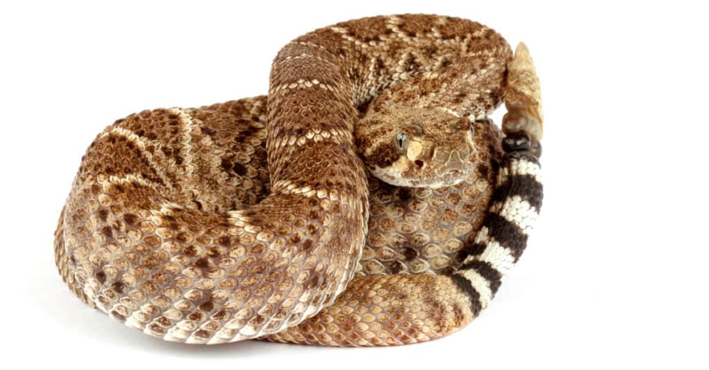 Copperhead Snakes in Texas: What Do They Look Like & Where Do They Live?