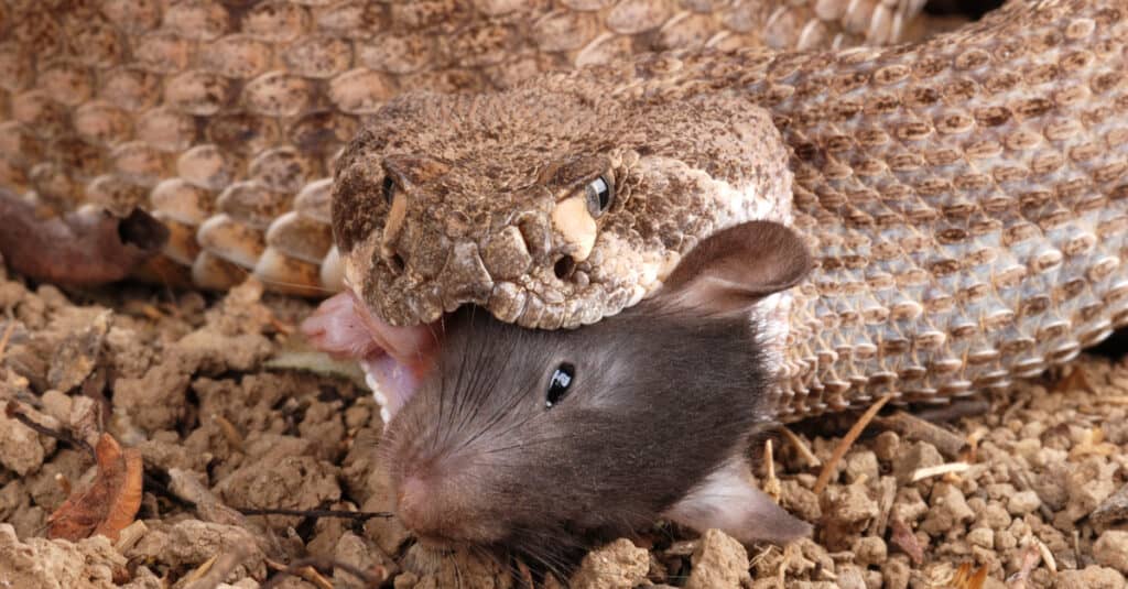 western diamondback eating mouse