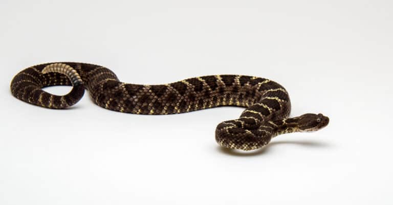 young crotalus cerberus