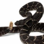 Arizona black rattlesnake