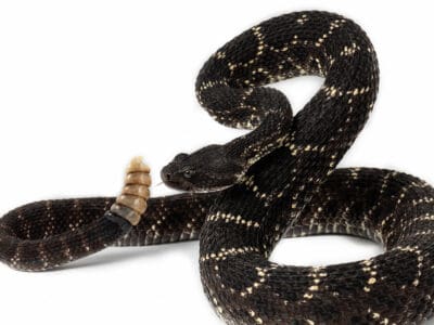 Arizona Black Rattlesnake Picture