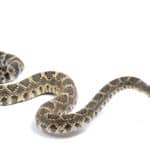 Western rattlesnake