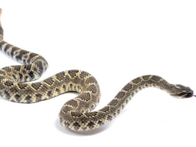 A Southern Pacific Rattlesnake