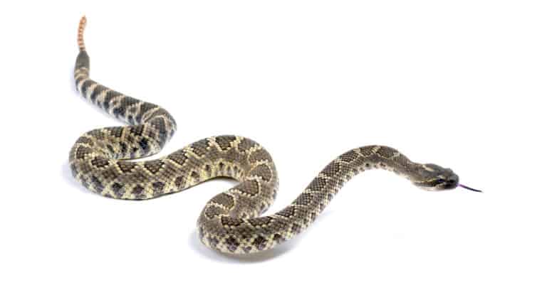 Southern pacific rattlesnake