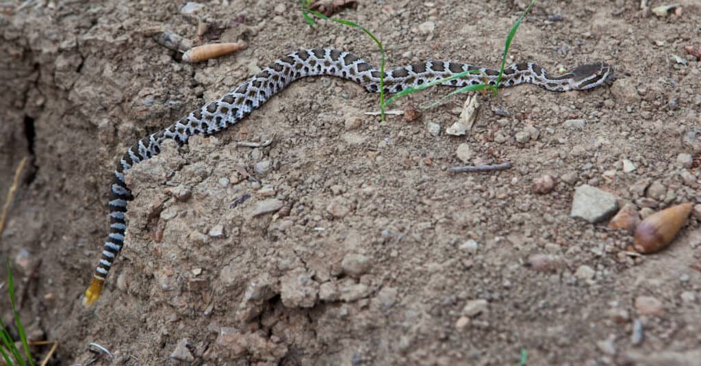 Juvenile southern pacific rattlesnake